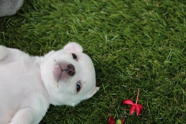 Chihuahua HUednesdays